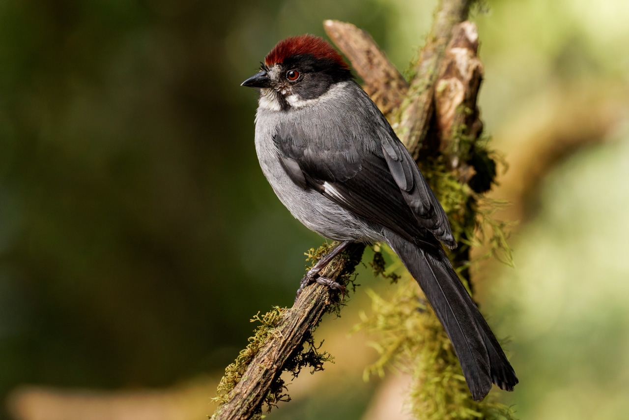 Northern Slaty Brushfinch