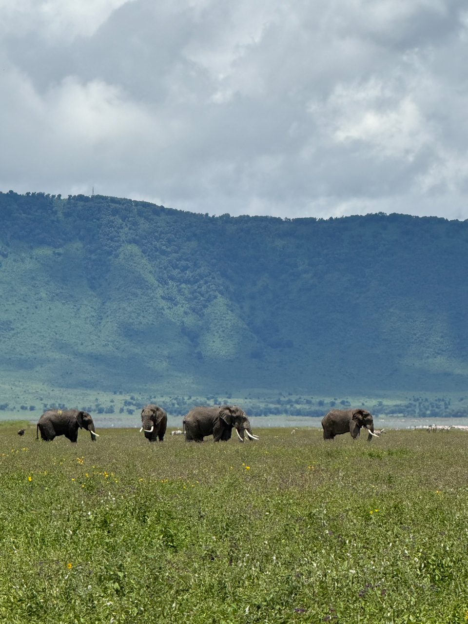 Old Tuskers in the Crater, Ngorongoro
