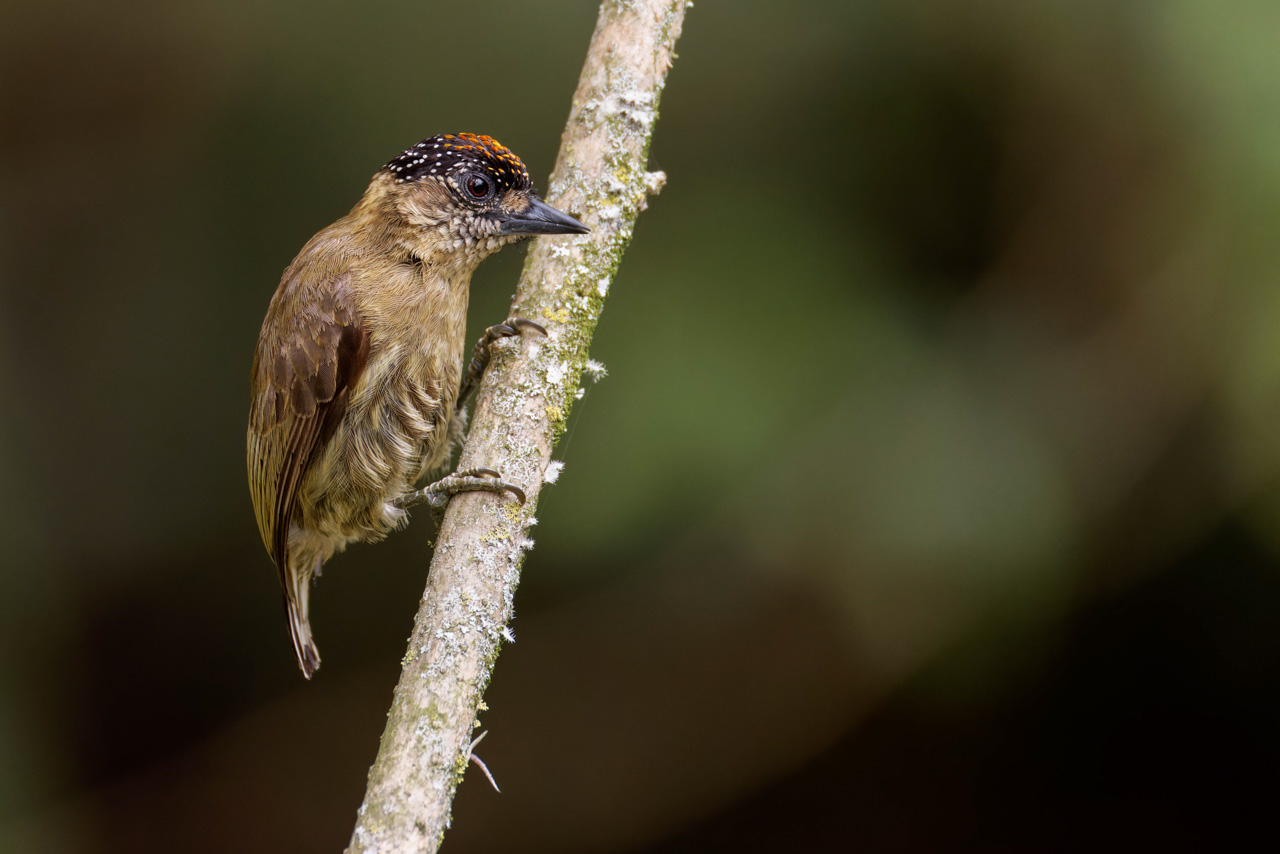 Olivaceous Piculet