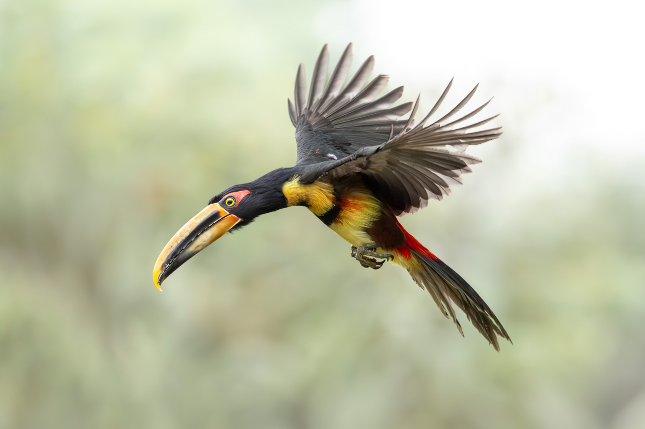 Pale-mandibled Aracari