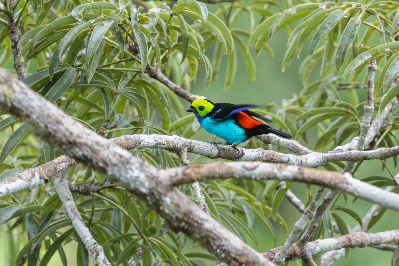 Paradise Tanager