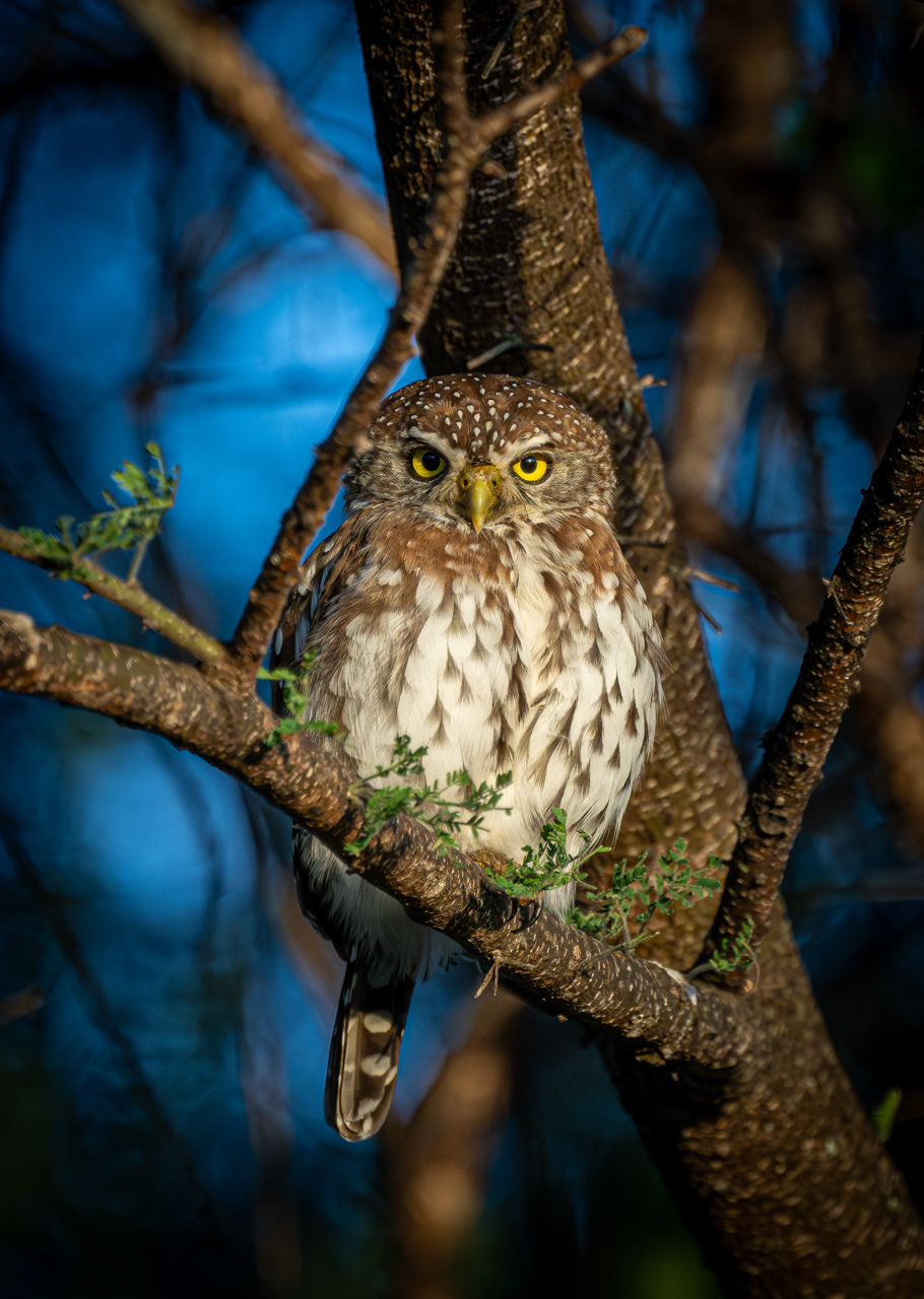 Pearl-spotted Owlet