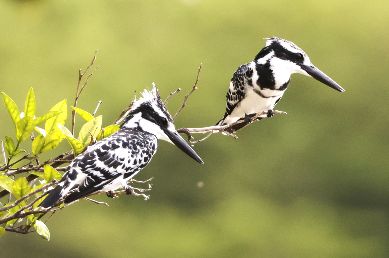 Pied Kingfishers