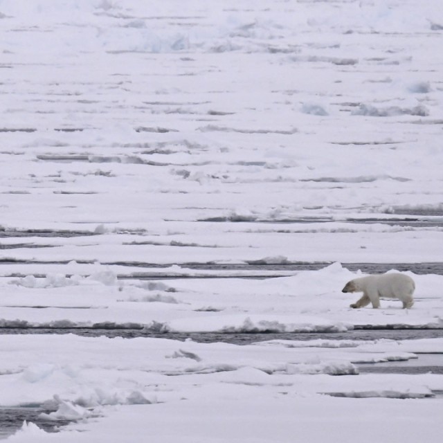 Polar Bears on Sea Ice
