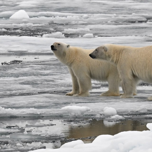 Polar Bears, Svalbard