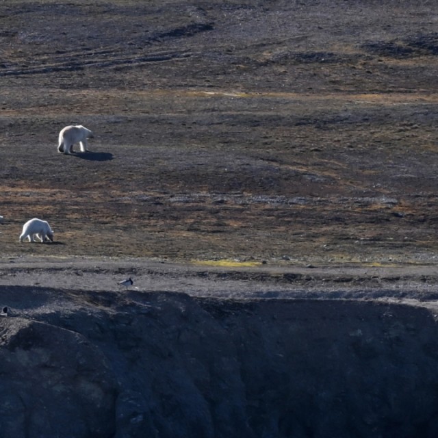 Polar Bears on Svalbard