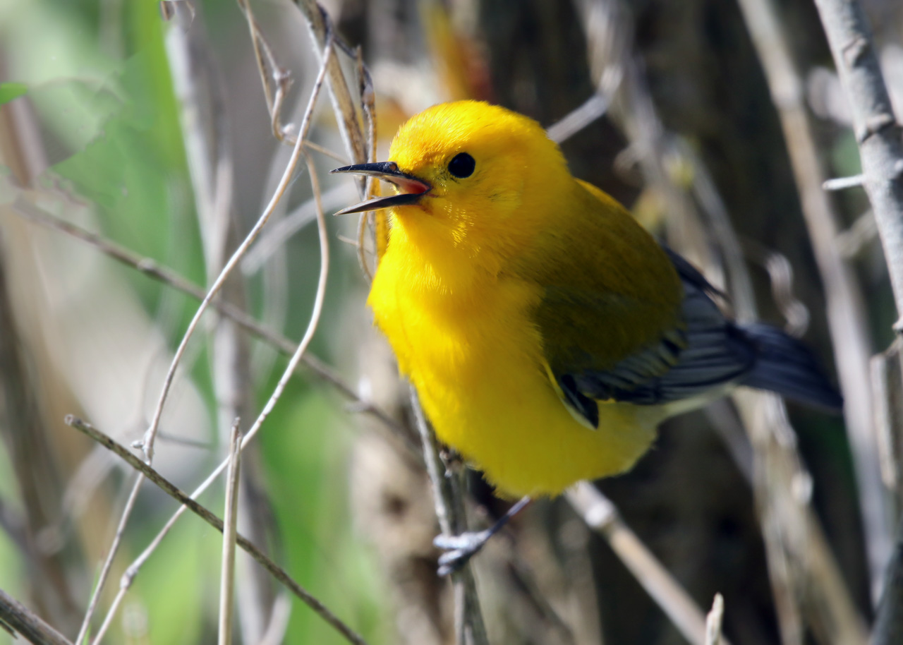 Point Pelee & Algonquin Park Trip Report (May 5 – 16, 2026)