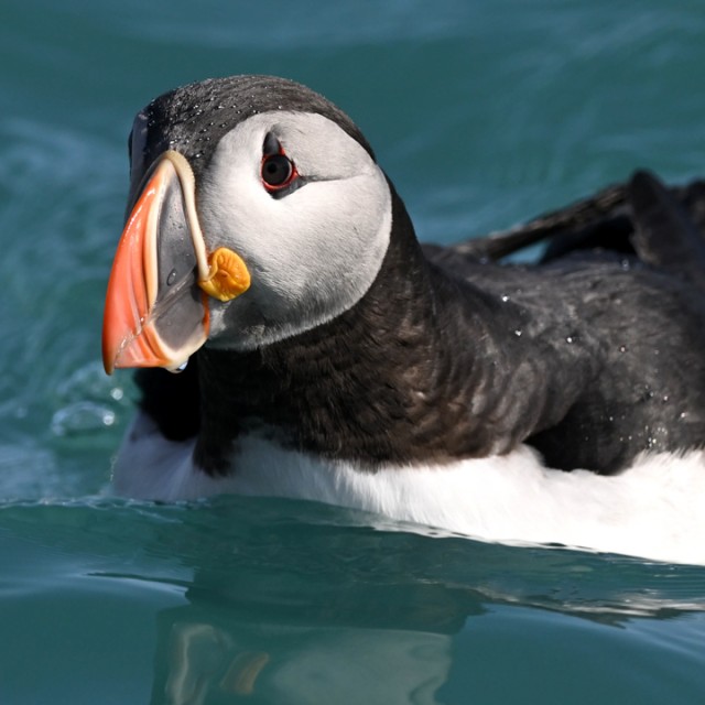 Puffin
