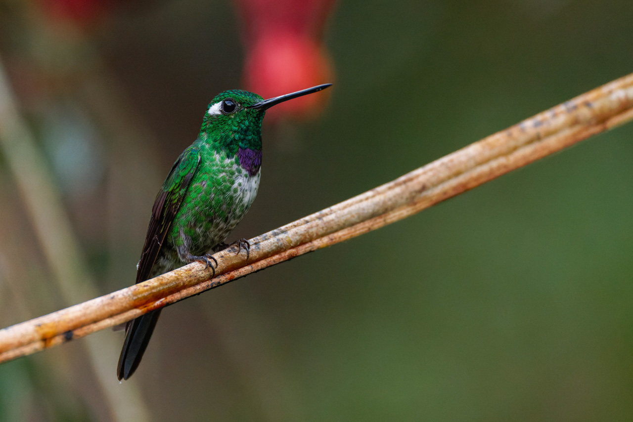 Purple-bibed White-tip