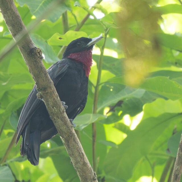 Purple-throated Fruitcrow