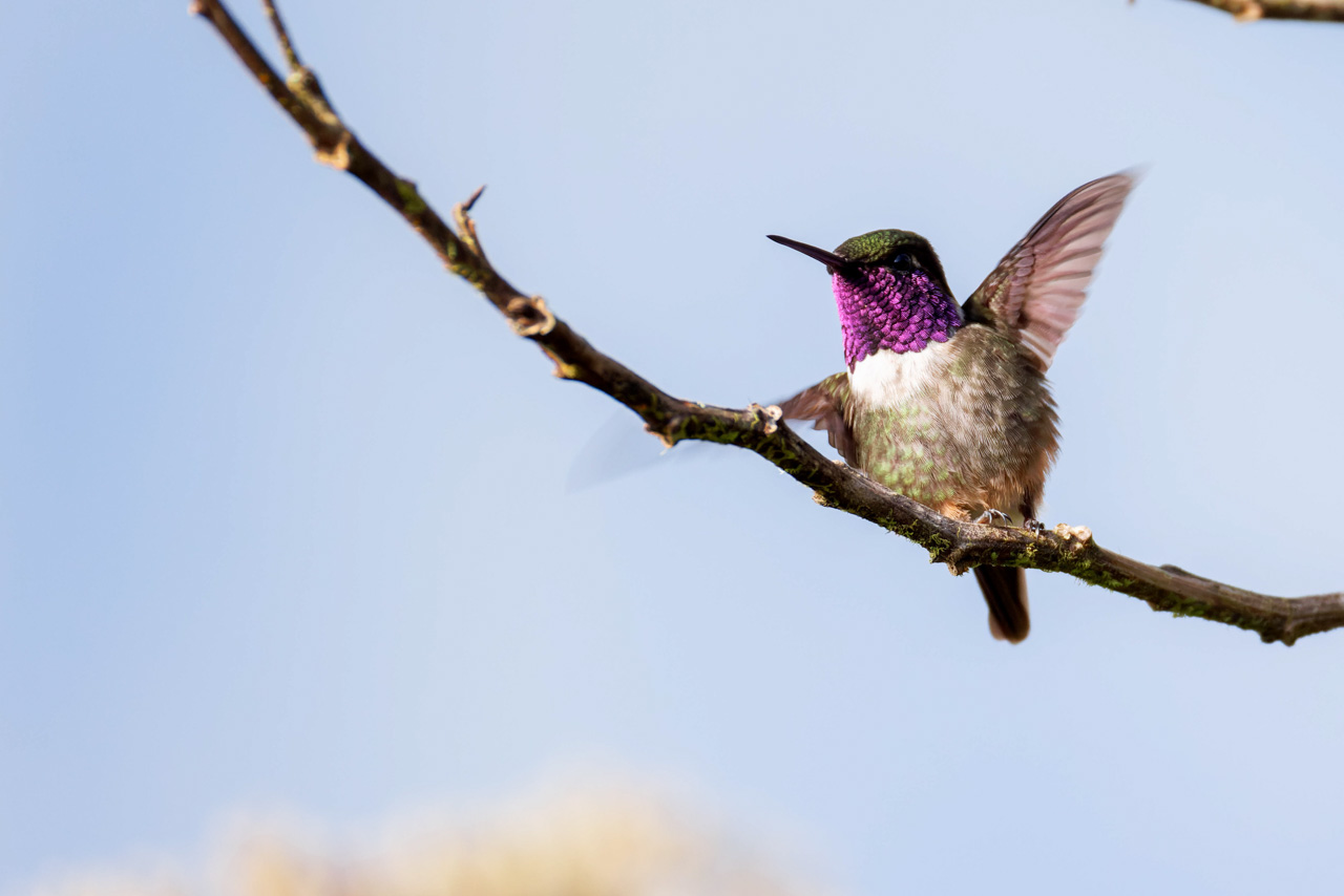 Purple-throated Woodstar