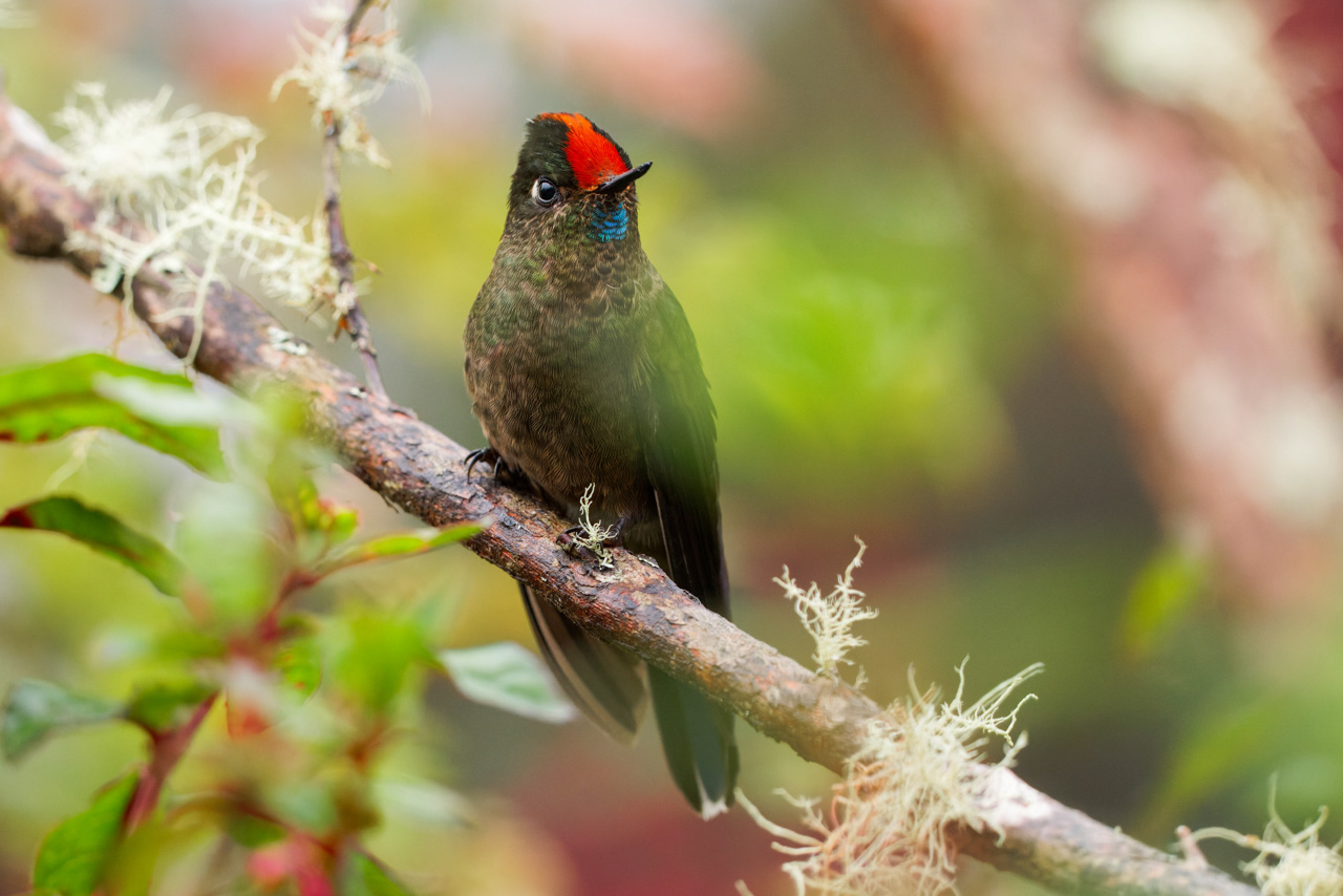 Rainbow-bearded Thornbill