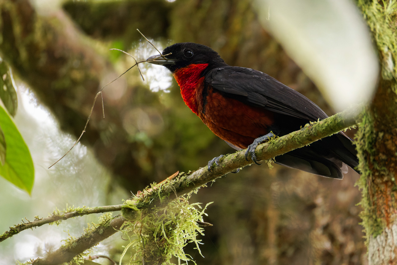 Red-Ruffed Fruitcrow