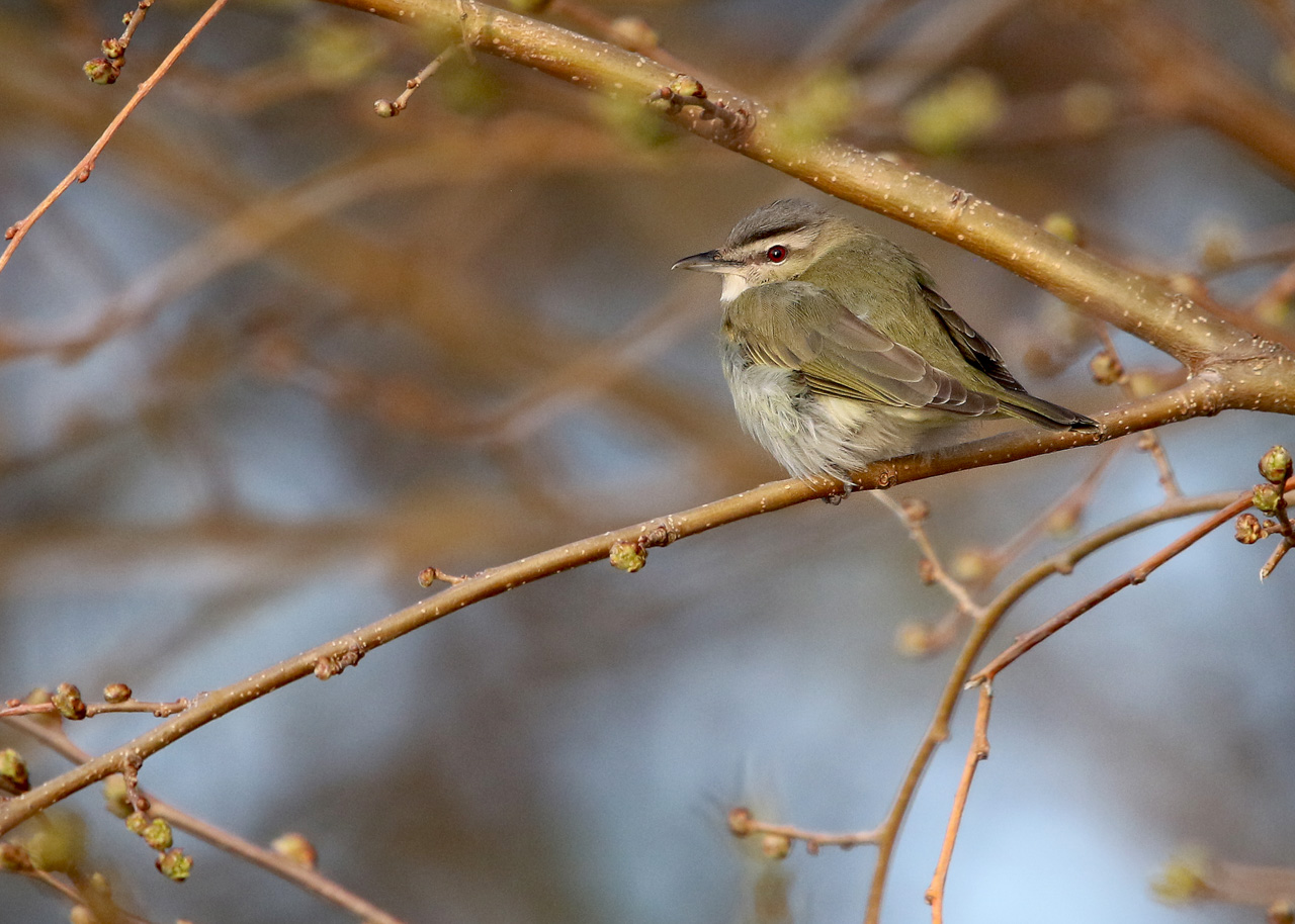 Point Pelee & Algonquin Park Trip Report (May 5 – 16, 2026)