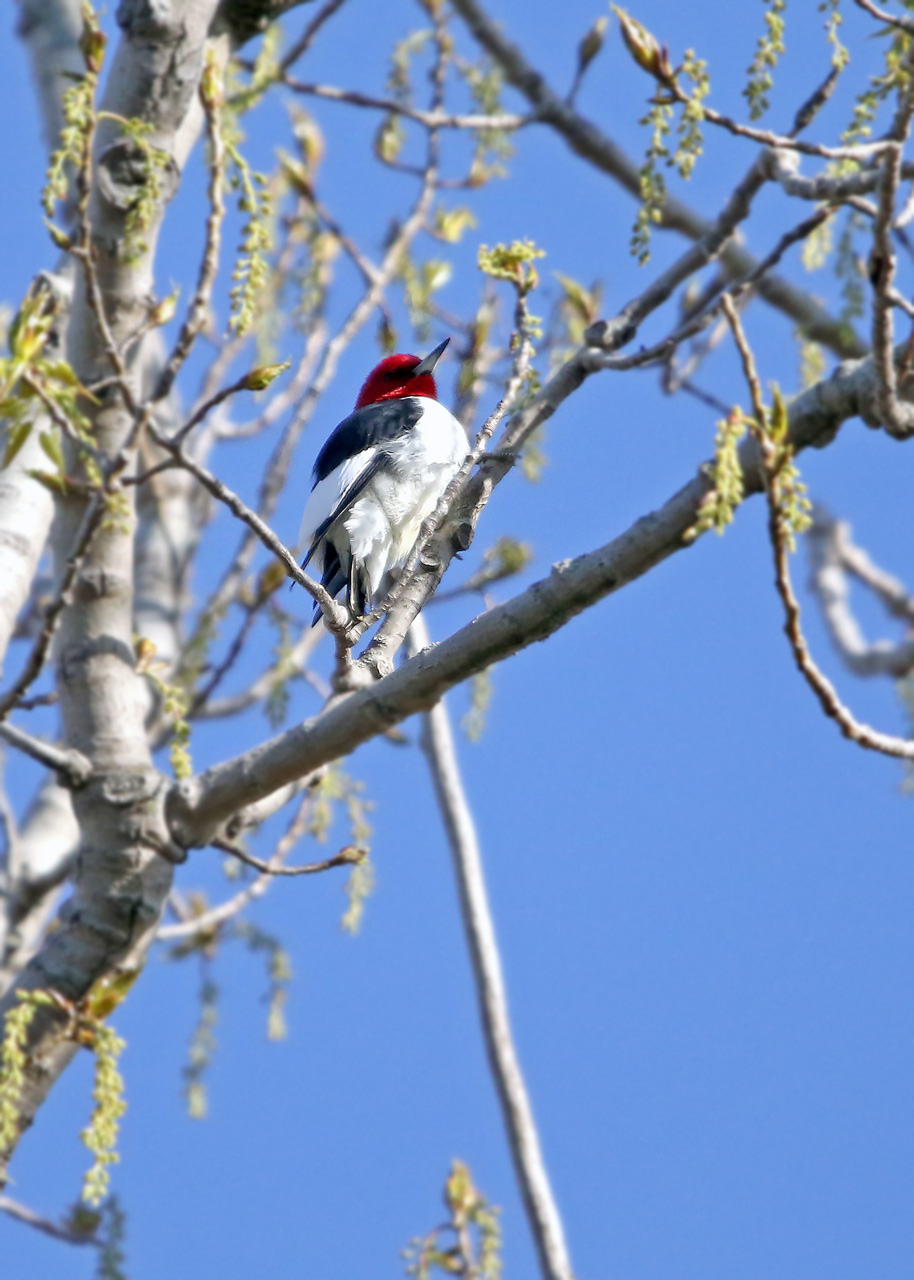 Red-headed Woodpecker 