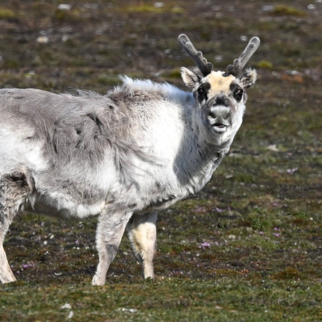 Reindeer