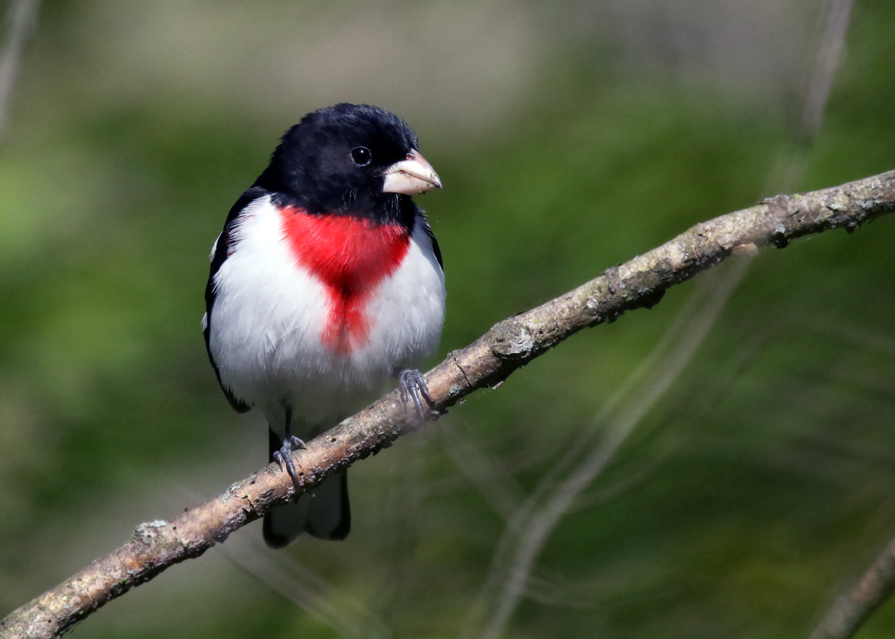 Point Pelee & Algonquin Park Trip Report (May 5 – 16, 2026)
