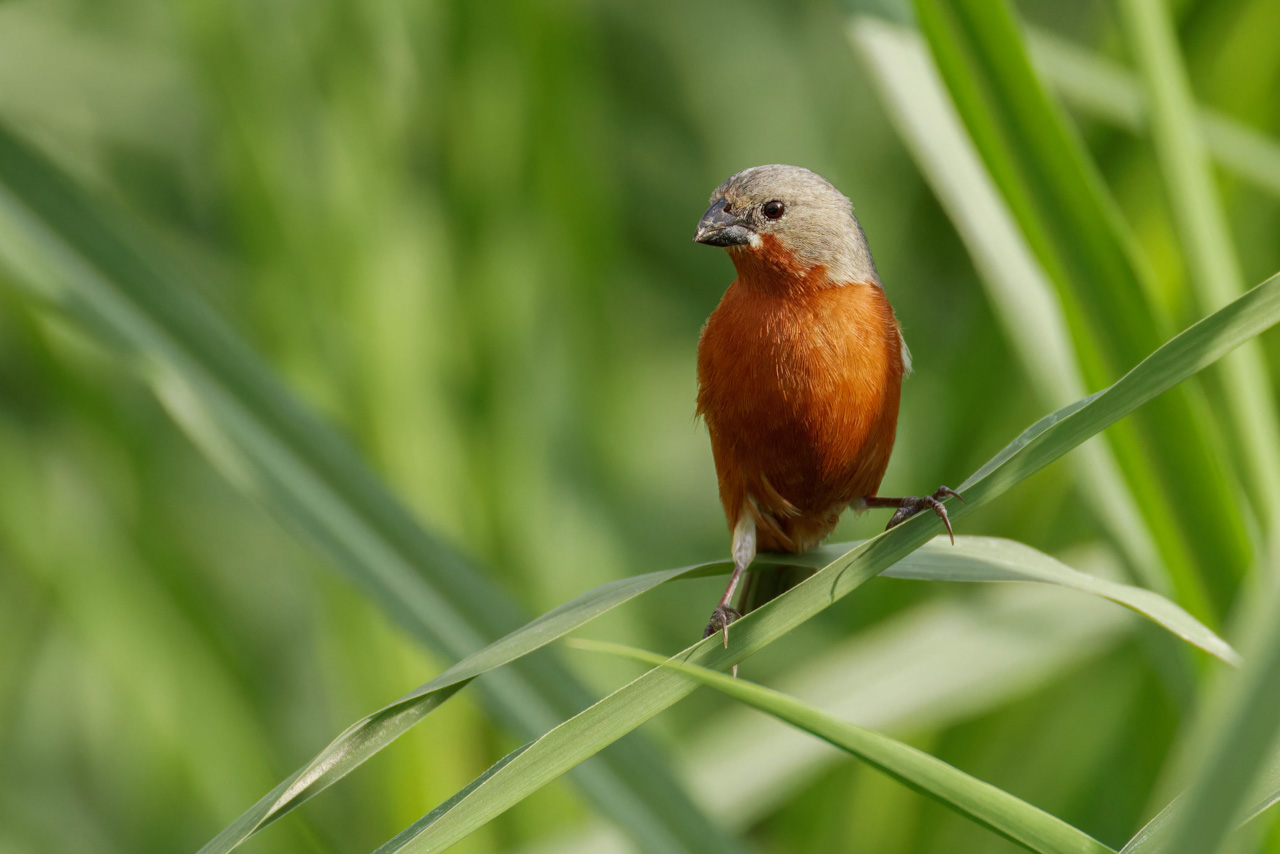 Ruddy-breasted Seedeater