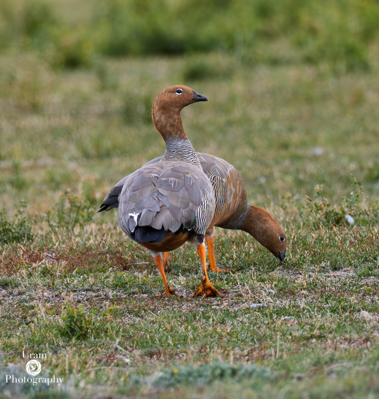 Ruddy-headed Goose