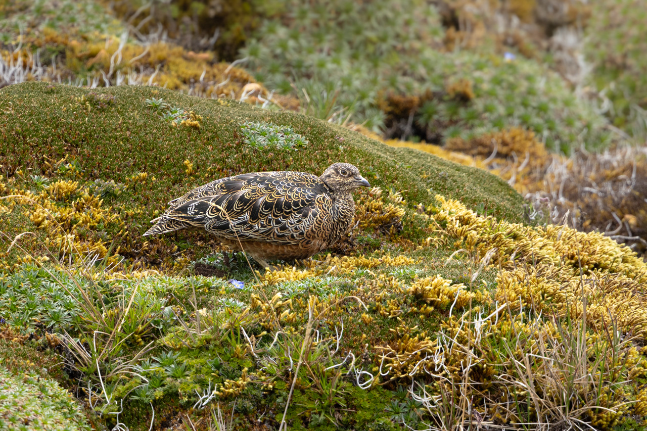 Rufous-bellied Seedsnipe