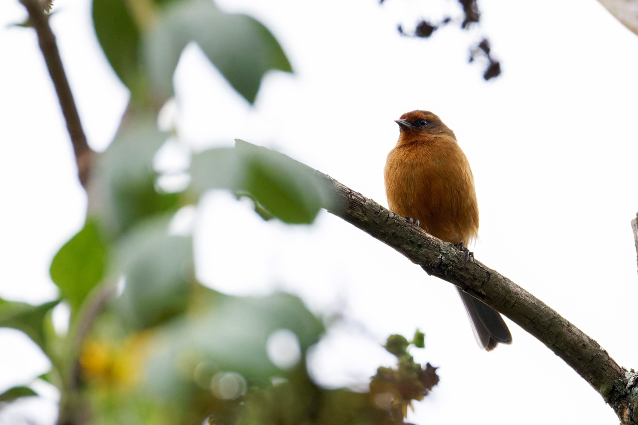 Rufous-browed Conebill