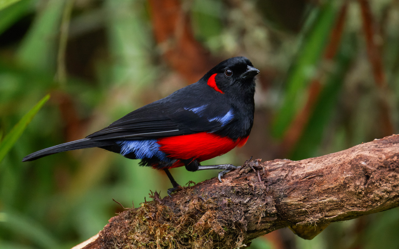 Scarlet-bellied Mountain Tanager