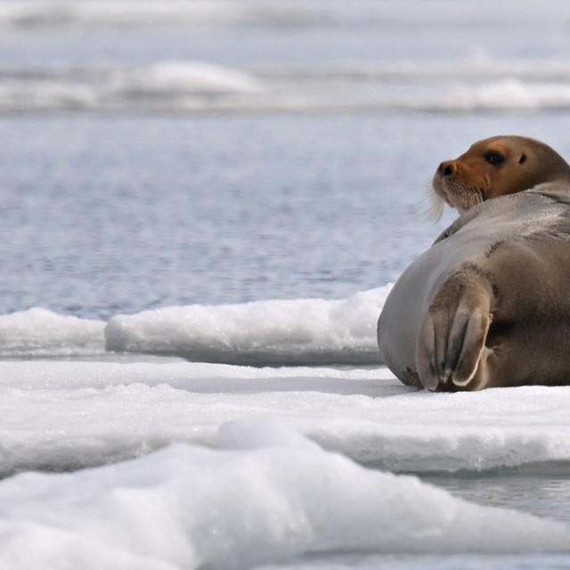 Seal on ice
