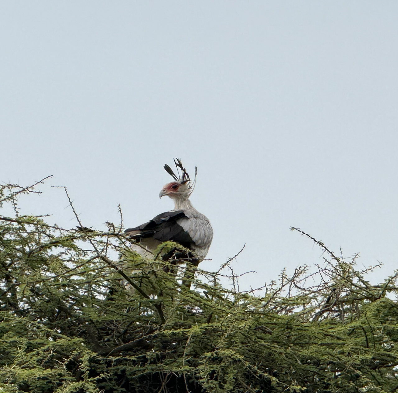 Secretary-bird