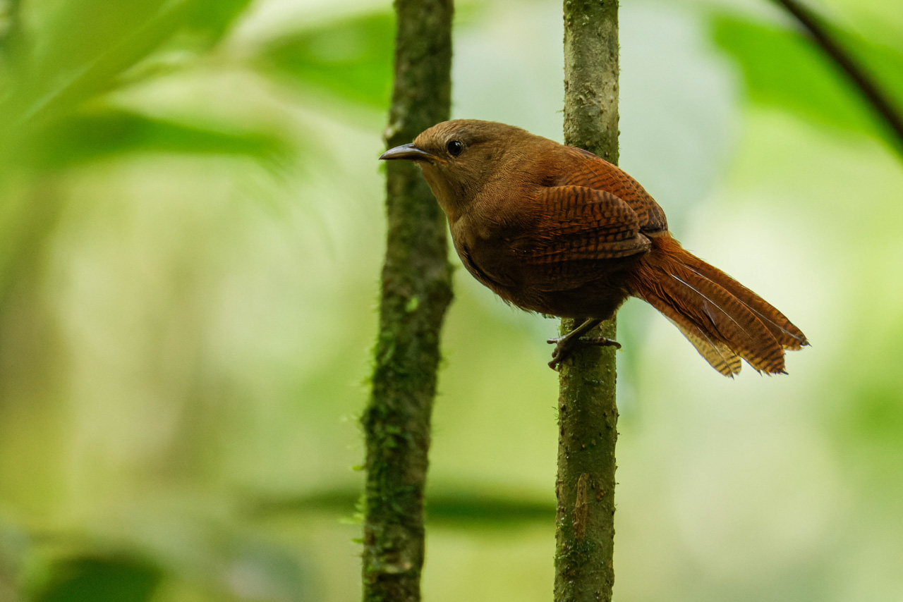 Sharpe’s Wren