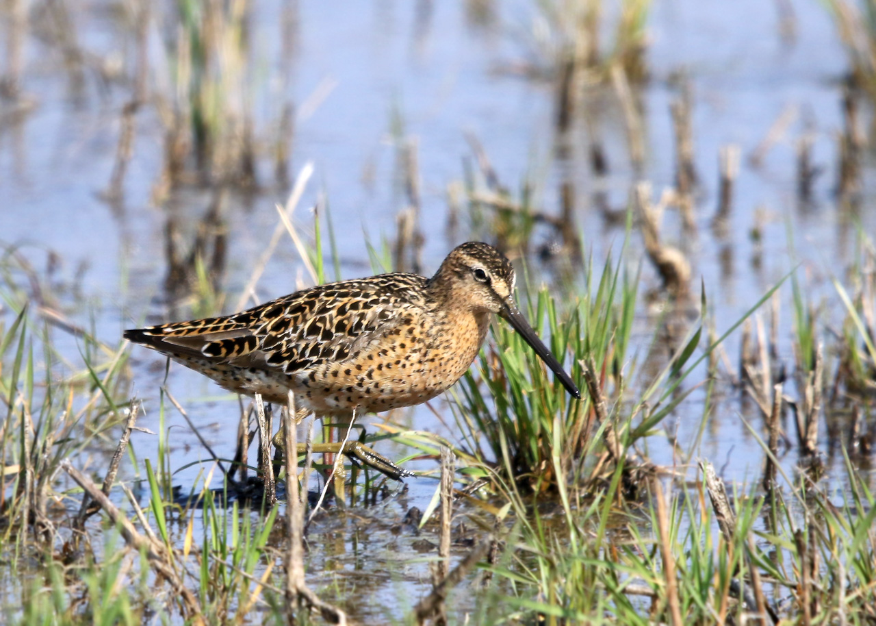 Point Pelee & Algonquin Park Trip Report (May 5 – 16, 2026)