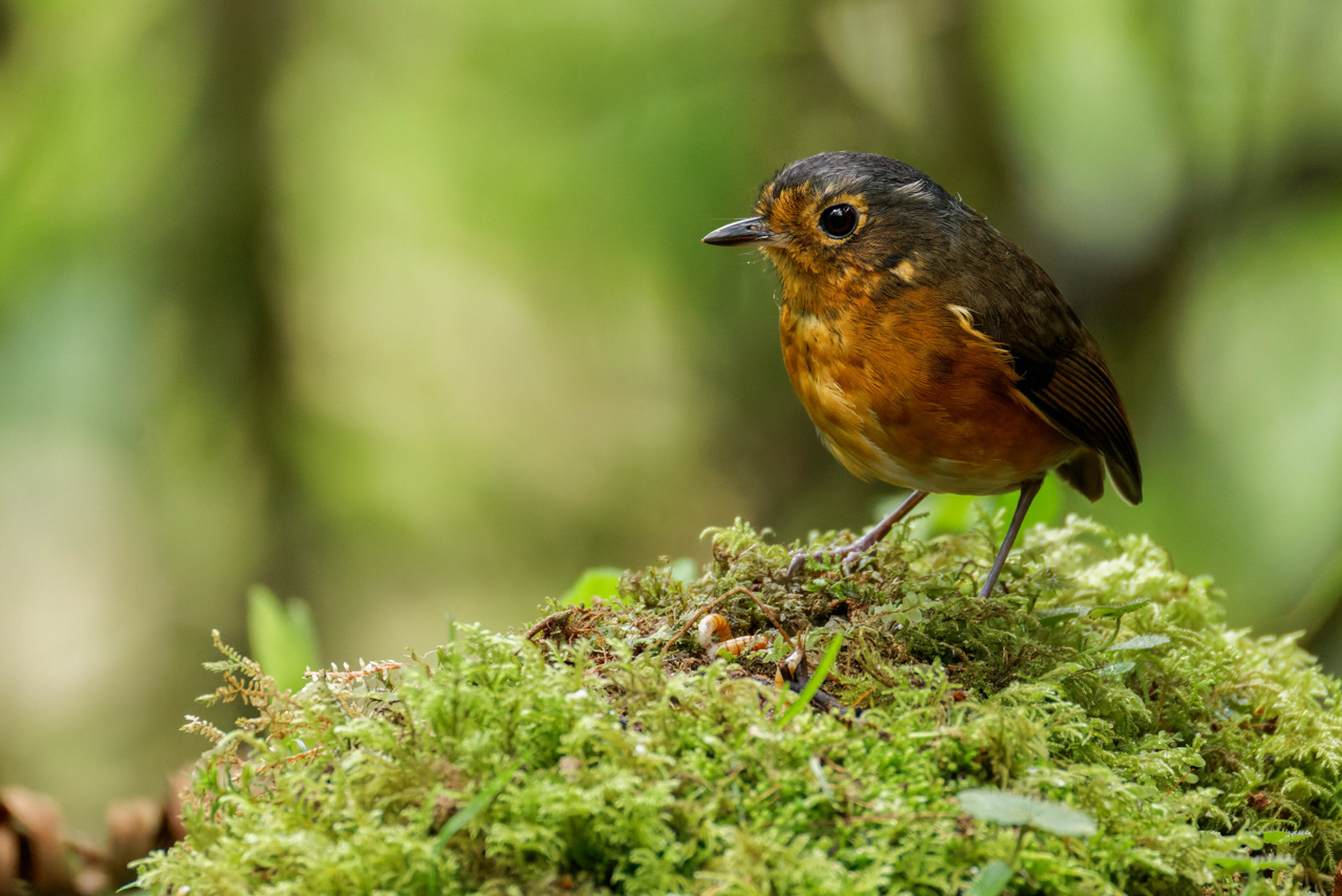 Slate-crowned Antpitta
