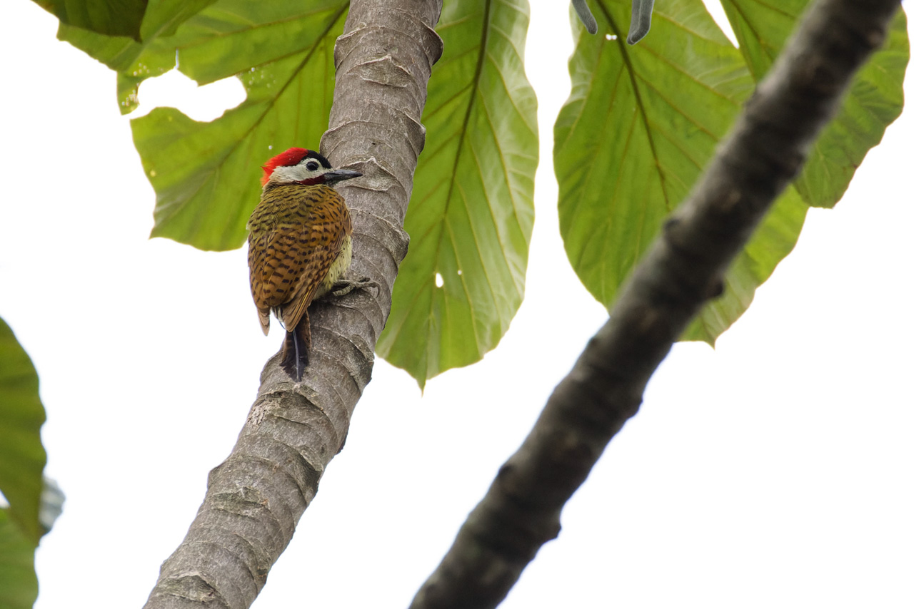 Spot-breasted Woodpecker