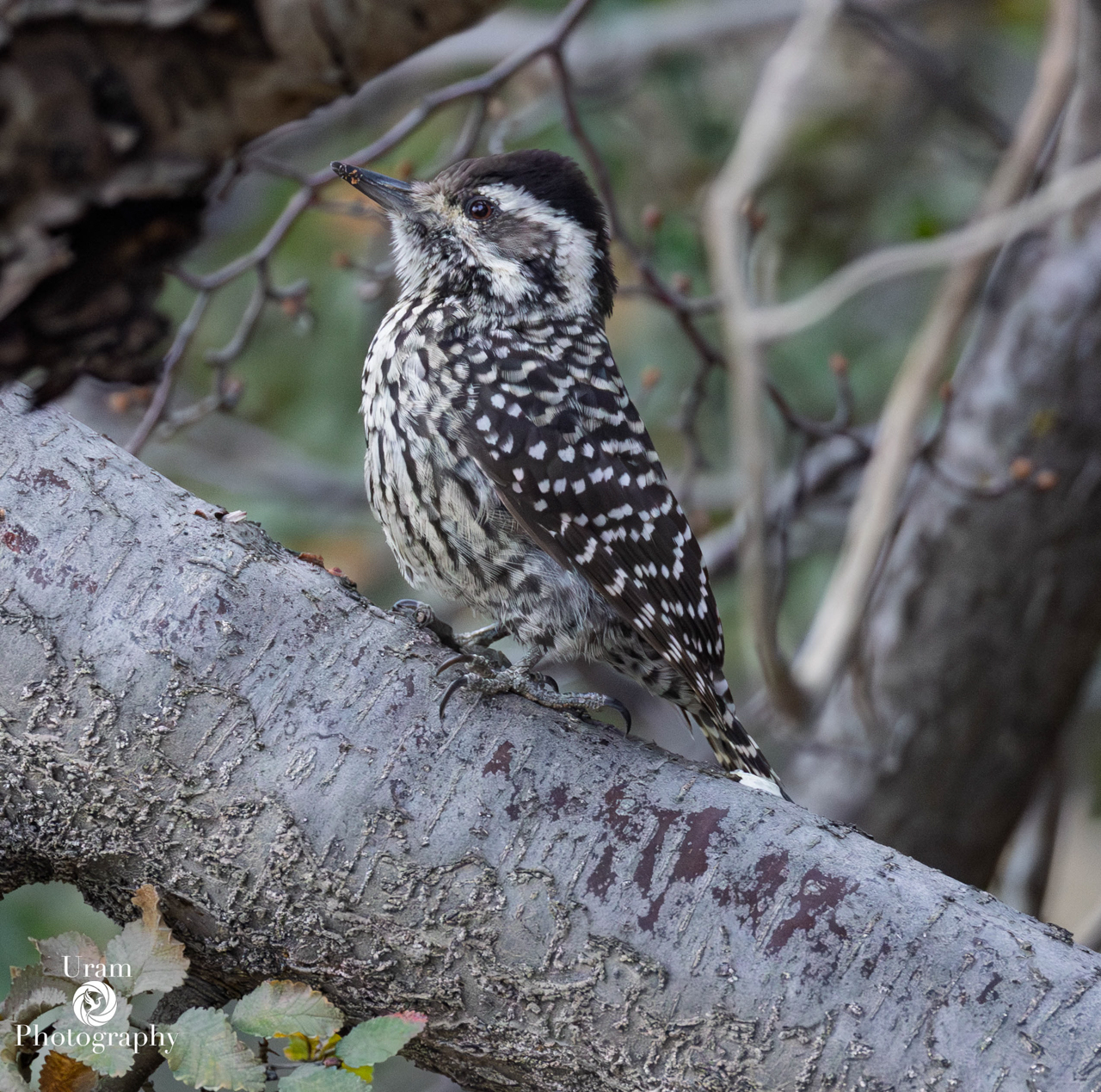 Striped Woodpecker
