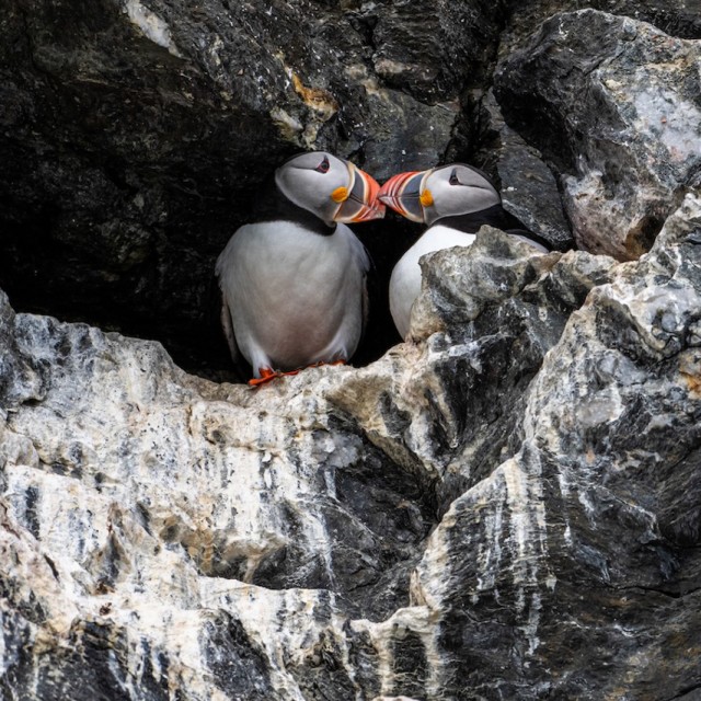 Puffins