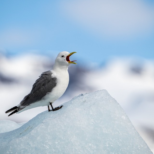 Svalbard