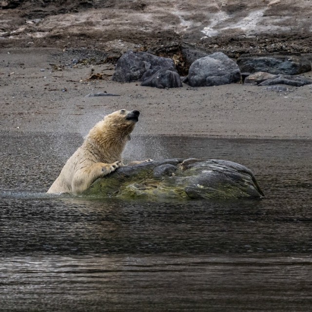 Polar Bear