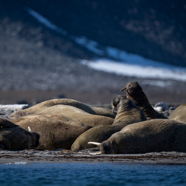 Walrus