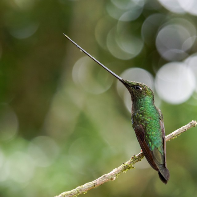 Sword-billed Hummingbird