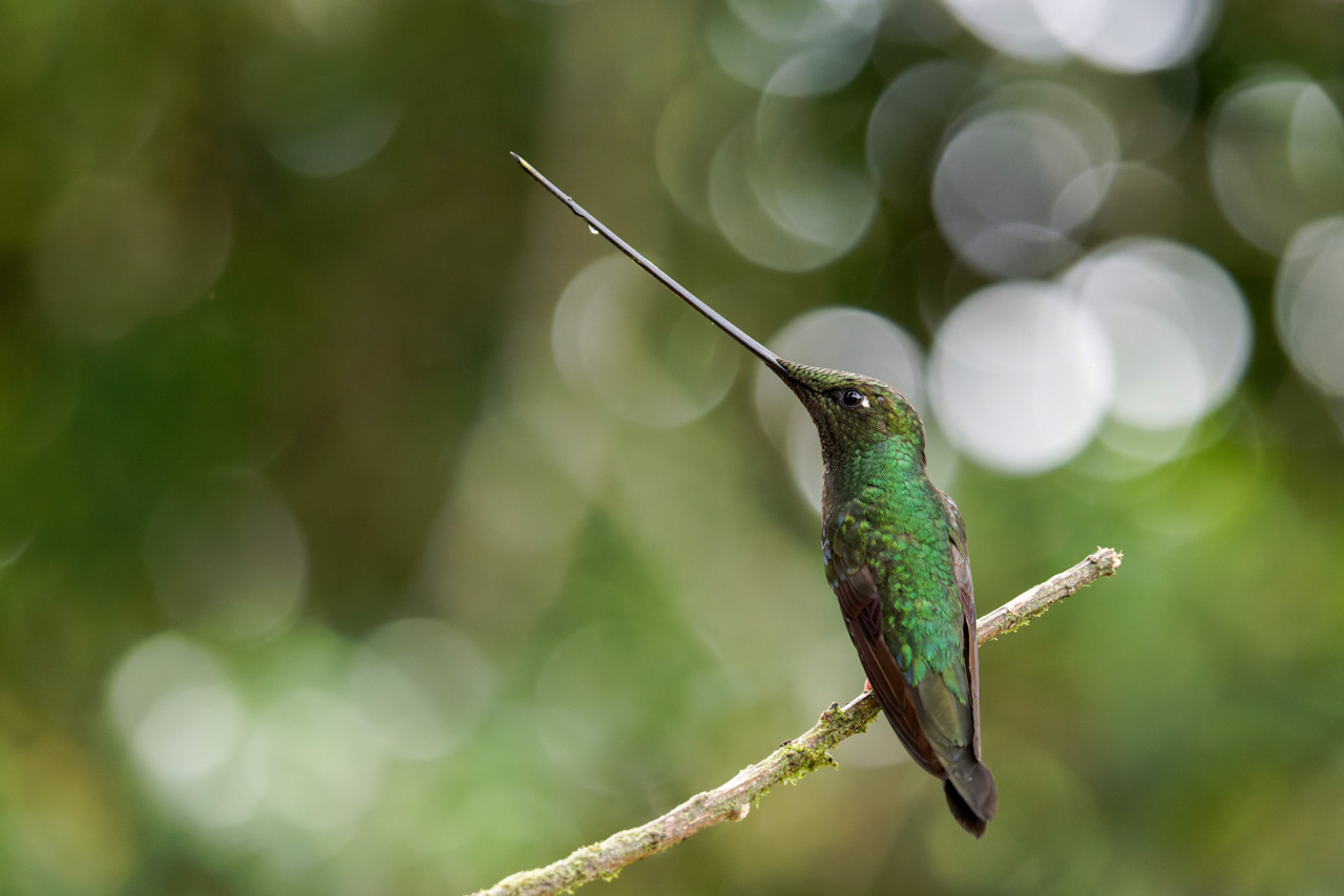 Sword-billed Hummingbird