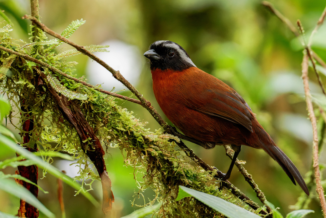 Tanager Finch