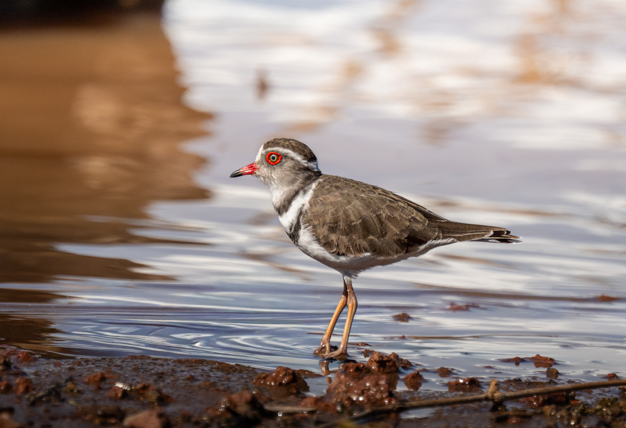 Three-banded Plover