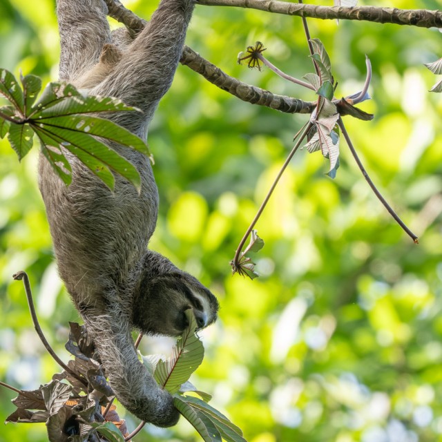 Three-toed Sloth