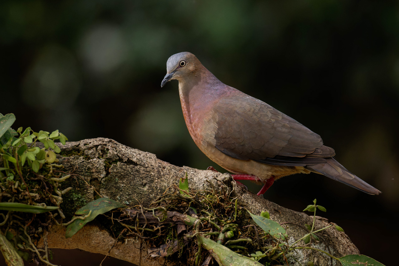 Tolima Dove