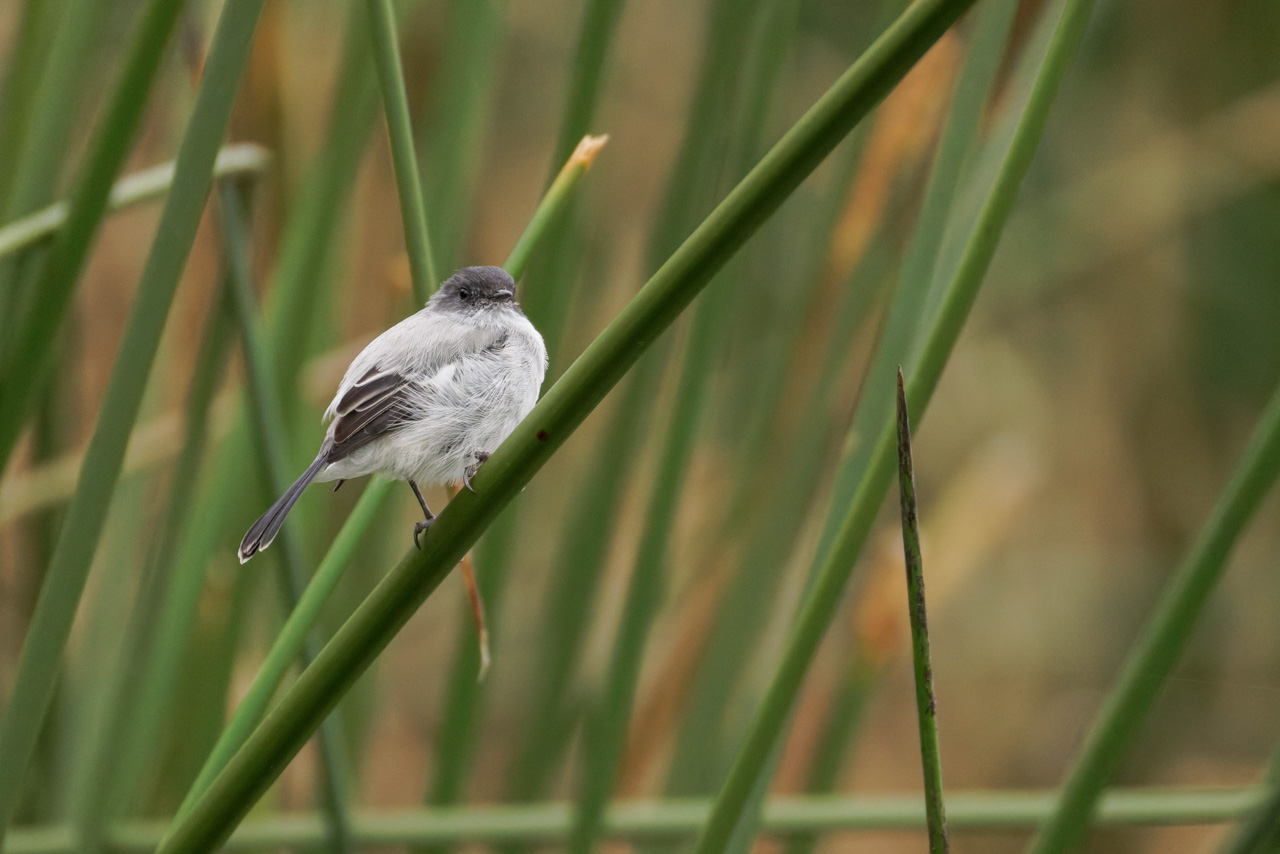 Torrent Tyrannulet