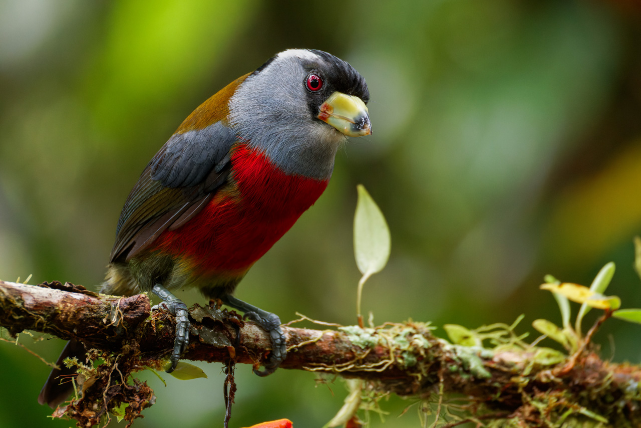 Toucan Barbet