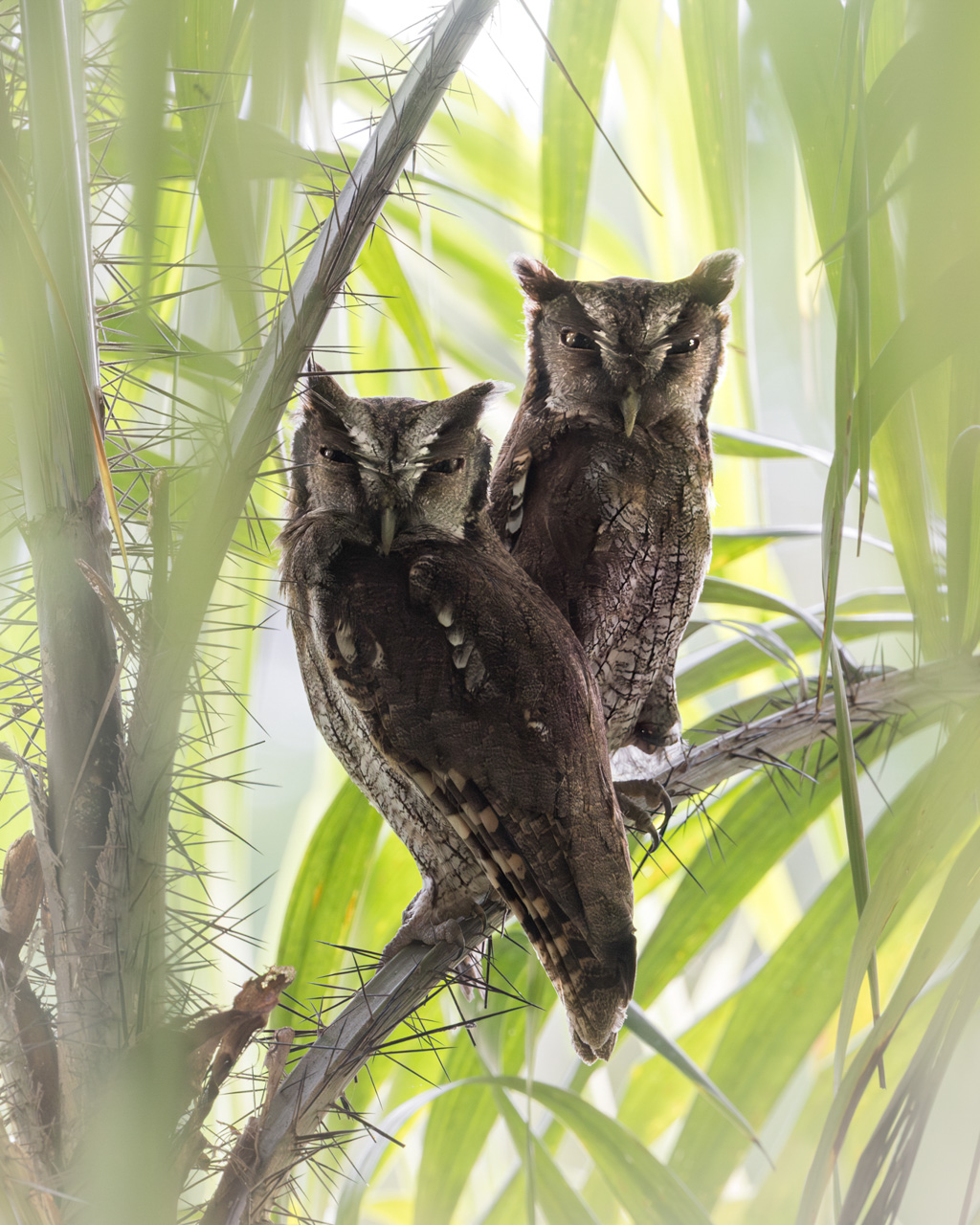 Tropical Screech Owl