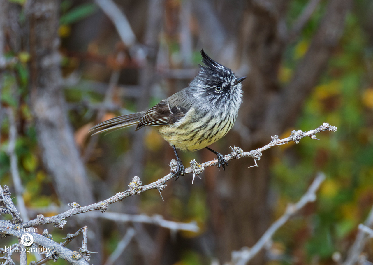 Tufted Tit-Tyrant