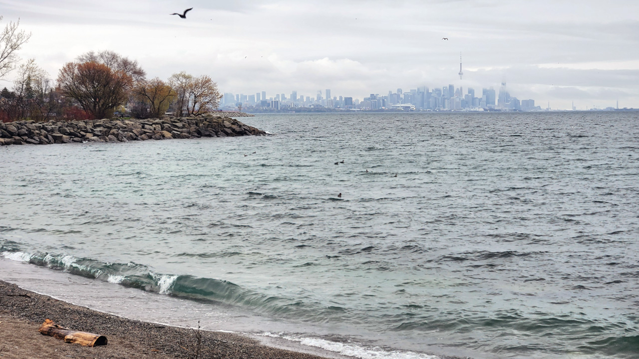 Point Pelee & Algonquin Park Trip Report (May 5 – 16, 2026)
