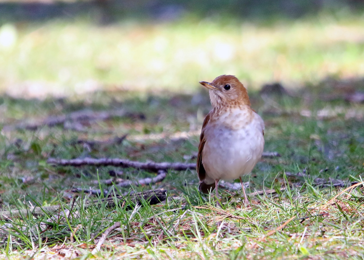 Veery