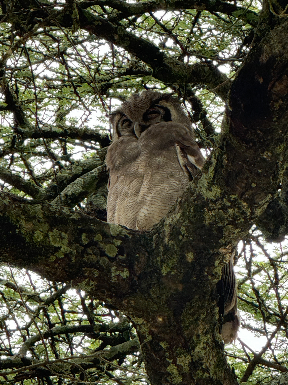 Verreaux’s Eagle-Owl